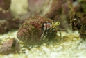 Paguristes cadenati (scarlet hermit crab), Aquarium